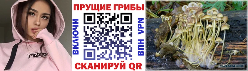 Псилоцибиновые грибы ЛСД  сайты даркнета Telegram  Карабаш 